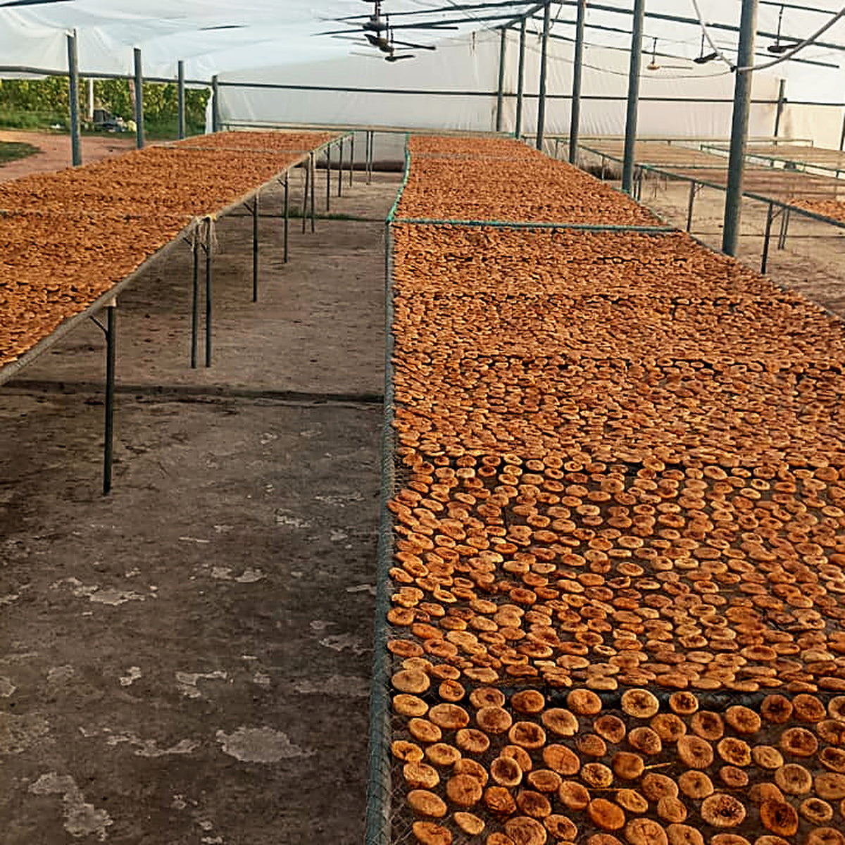 Figs drying in the sun under polytunnel at the South Palmer farm
