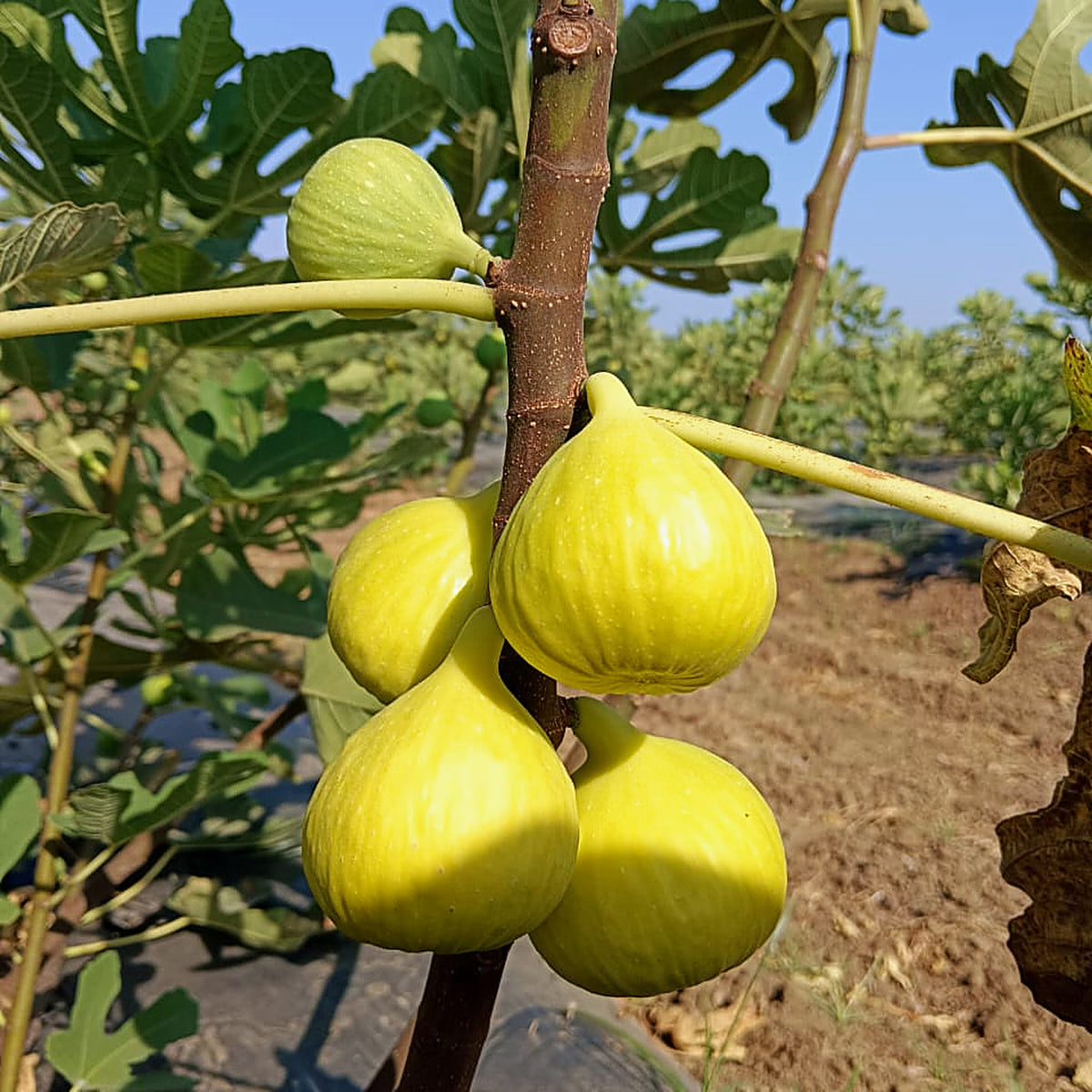 Ripe figs growing on the tree at the South Palmer farm