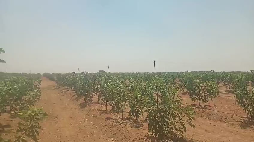 Load video: Fig trees on our own land