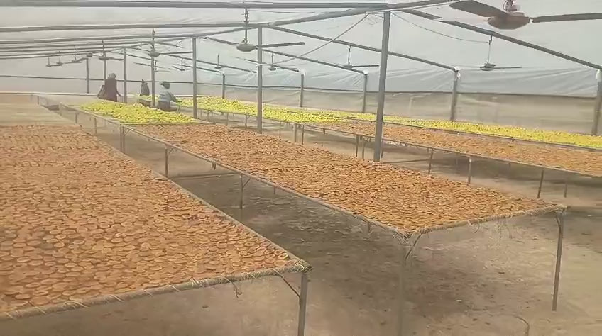 Load video: Figs drying under polytunnel on the South Palmer farm